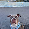 Blue participe au concours pour gagner de l'argent avec cette photo : dog, blue_harness, lake, mountains, sailboat, water, sky, outdoor, nature, pavement, pet, canine, animal, summer, sunlight, scenic, portrait, close_up, calm, blue_eyes