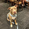 Blue a rejoint le concours — aidez-le/la à gagner de superbes lots ! dog, pet, indoor, leash, harness, brown_dog, seated, carpet, wooden_chair, table, people, legs, footwear, casual_clothing, floor, waiting, companion, friendly, calm, cafe