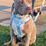 Blue participe au concours pour gagner de l'argent avec cette photo : dog, grass, harness, bench, lake, water, outdoor, sunlight, person, leash, pavement, swimmer, nature, park, animal, summer, daytime, sitting, pet, canine