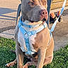 dog, grass, harness, bench, lake, water, outdoor, sunlight, person, leash, pavement, swimmer, nature, park, animal, summer, daytime, sitting, pet, canine