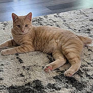 Hudson joined the competition — help win amazing prizes! cat, tabby_cat, orange_cat, pet, indoor, rug, floor, feline, whiskers, paws, curious, relaxed, fur, animal, mammal, domestic_animal, laying_down, cozy, cute, house