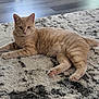 cat, tabby_cat, orange_cat, pet, indoor, rug, floor, feline, whiskers, paws, curious, relaxed, fur, animal, mammal, domestic_animal, laying_down, cozy, cute, house