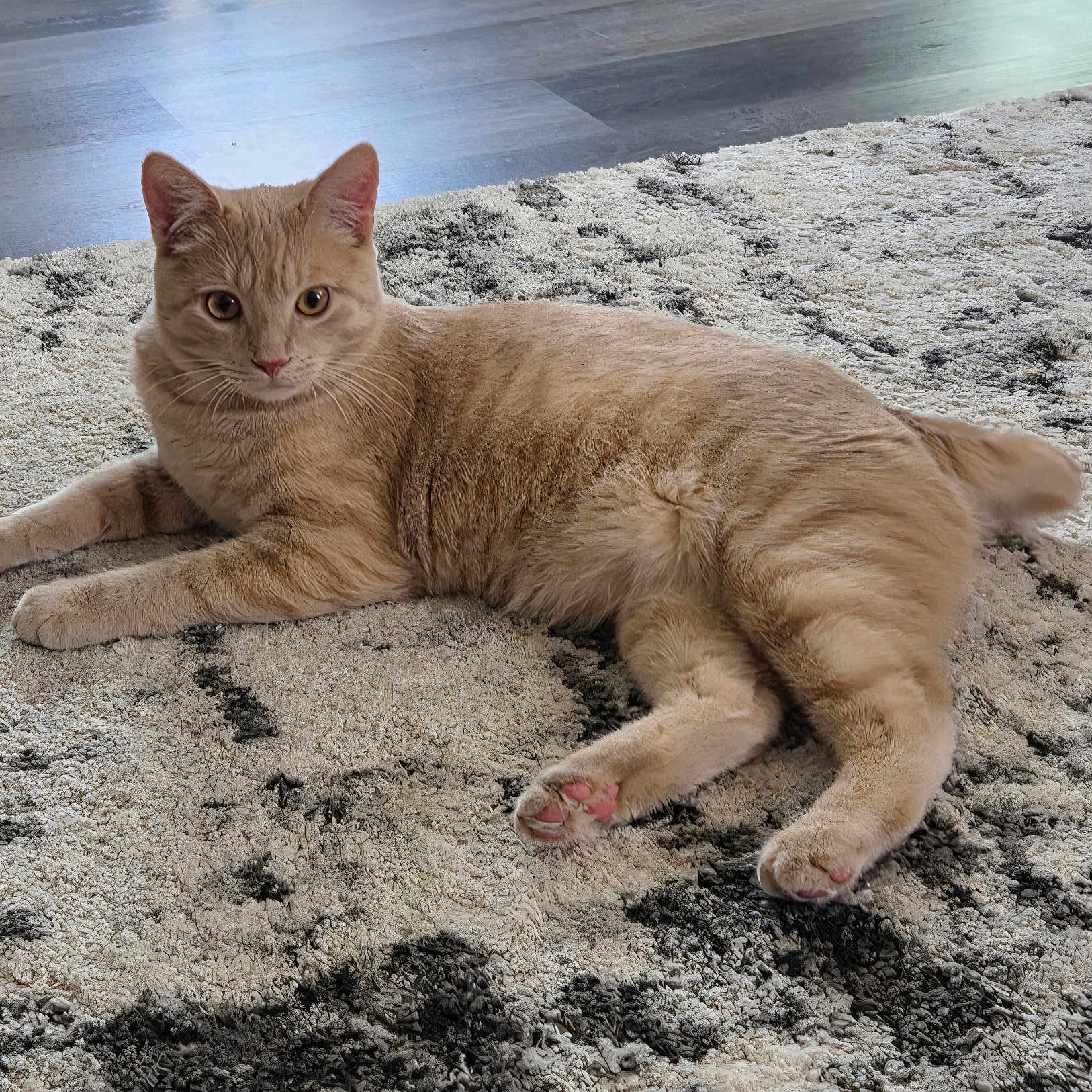 Hudson joined the competition — help win amazing prizes! animal, cat, cozy, curious, cute, domestic_animal, feline, floor, fur, house, indoor, laying_down, mammal, orange_cat, paws, pet, relaxed, rug, tabby_cat, whiskers