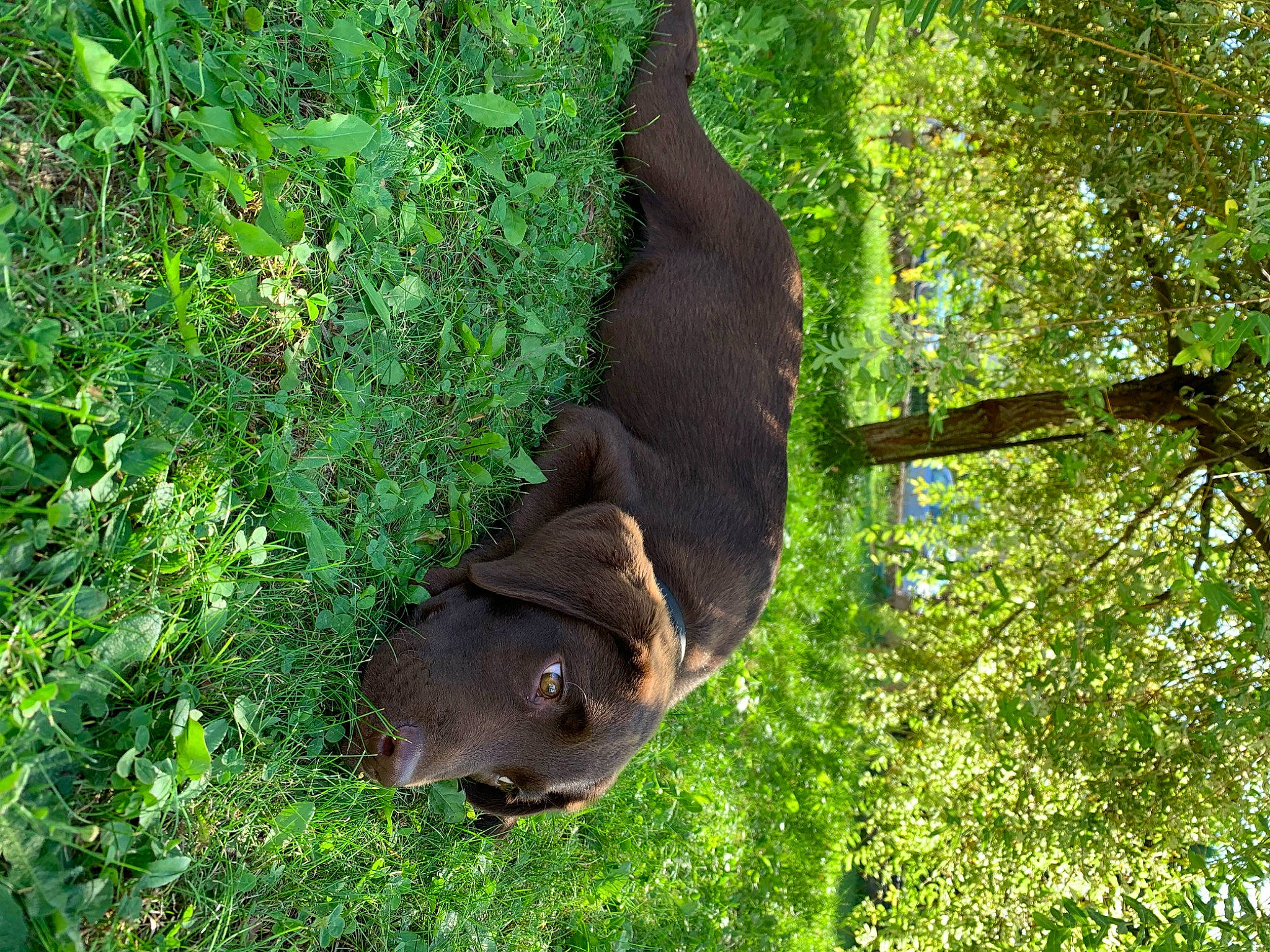 Pumba a rejoint le concours — aidez-le/la à gagner de superbes lots ! adaptation, canidae, carnivore, dog_breed, fawn, forest, grass, labrador_retriever, liver, plant, pointing_breed, snout, sporting_group, tree