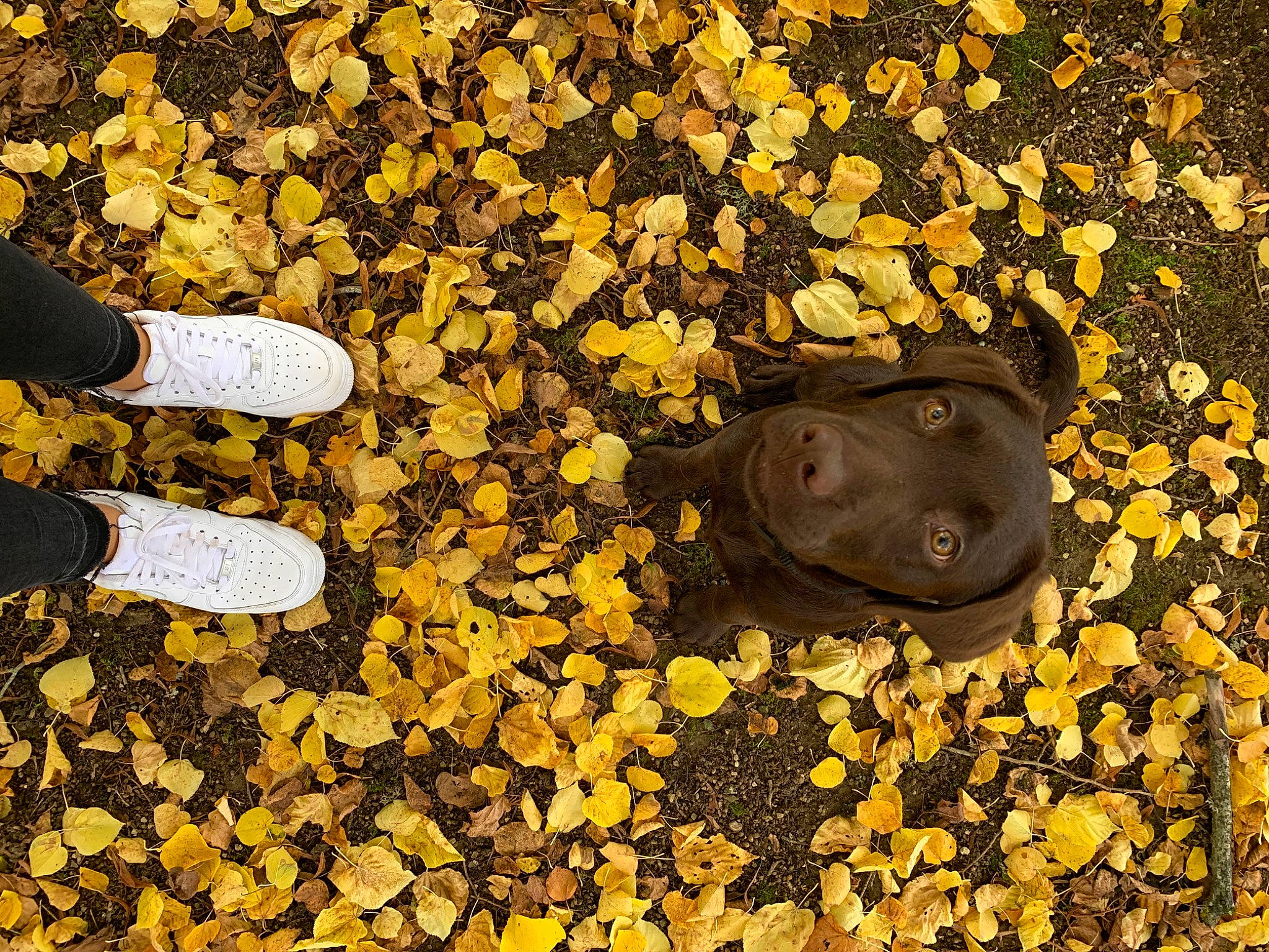Pumba a rejoint le concours — aidez-le/la à gagner de superbes lots ! autumn, deciduous, labrador_retriever, leaf, metal, plant, soil, sporting_group, tree, yellow