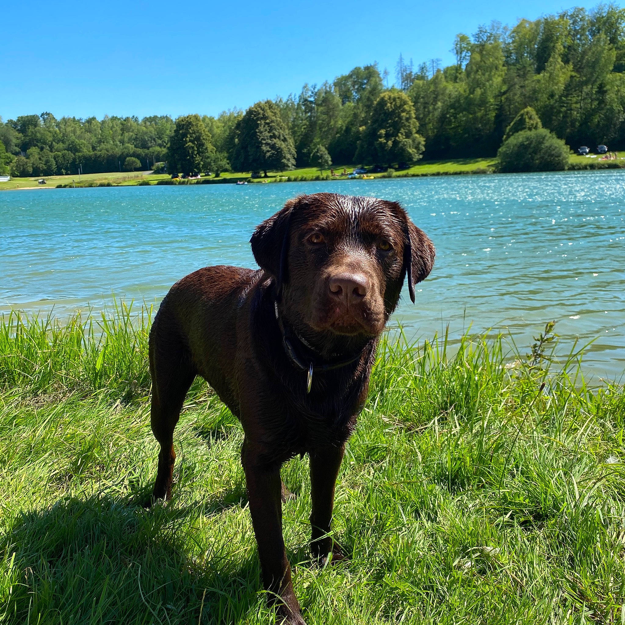 Pumba participe au concours pour gagner de l'argent avec cette photo : borador, canidae, carnivore, chesapeake_bay_retriever, dog, dog_breed, gun_dog, hunting_dog, labrador_retriever, mammal, pointing_breed, retriever, sporting_group, vertebrate