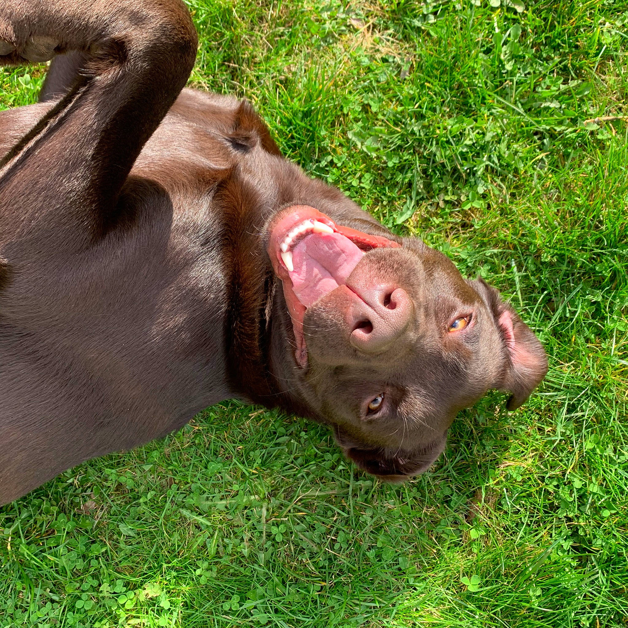 Pumba a rejoint le concours — aidez-le/la à gagner de superbes lots ! canidae, dog_breed, fawn, grass, mammal, mouth, snout, sporting_group, vertebrate, weimaraner, wildlife
