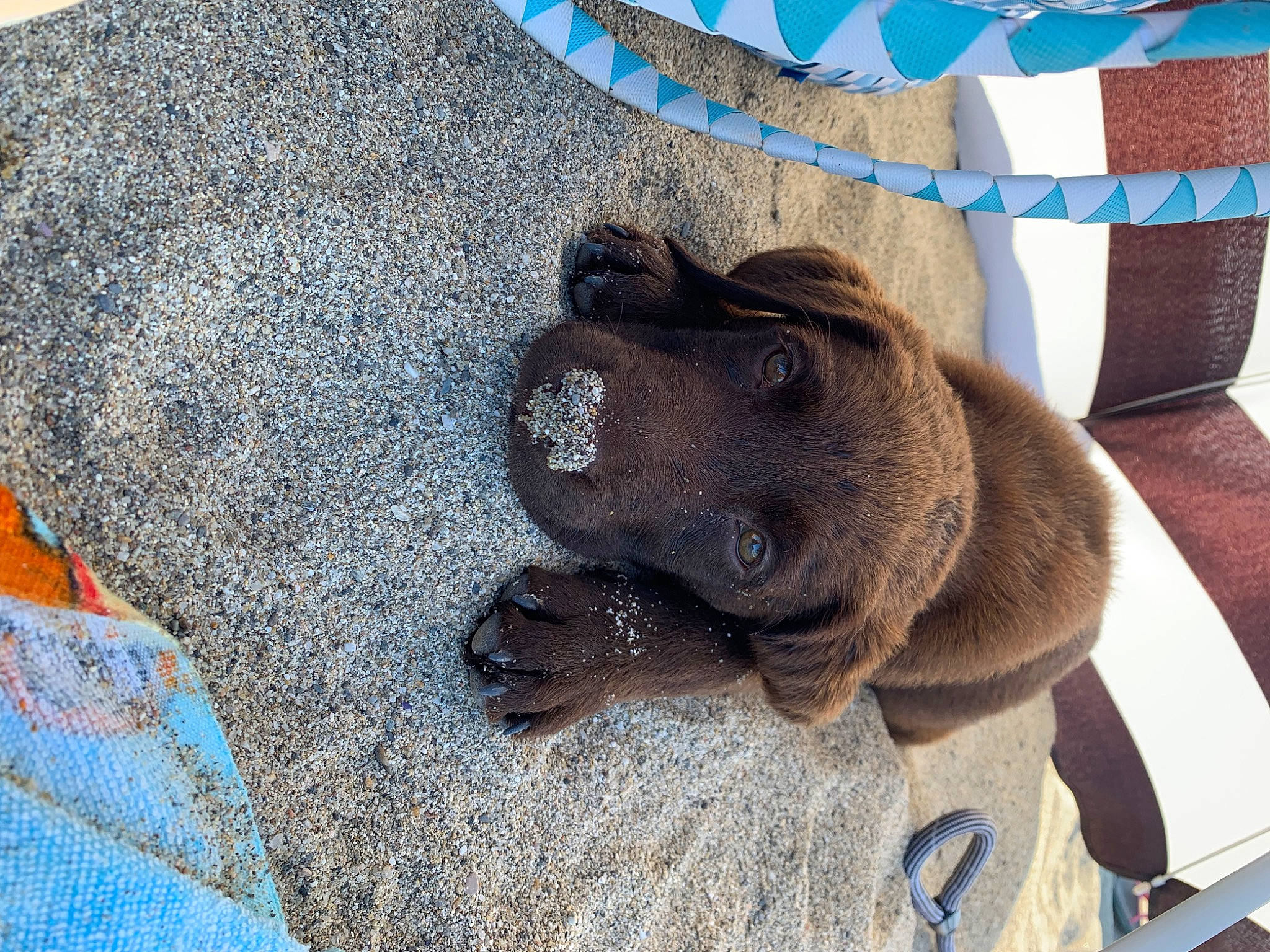 Pumba participe au concours pour gagner de l'argent avec cette photo : canidae, carnivore, dog, dog_breed, fawn, labrador_retriever, non_sporting_group, puppy, shar_pei, snout, sporting_group