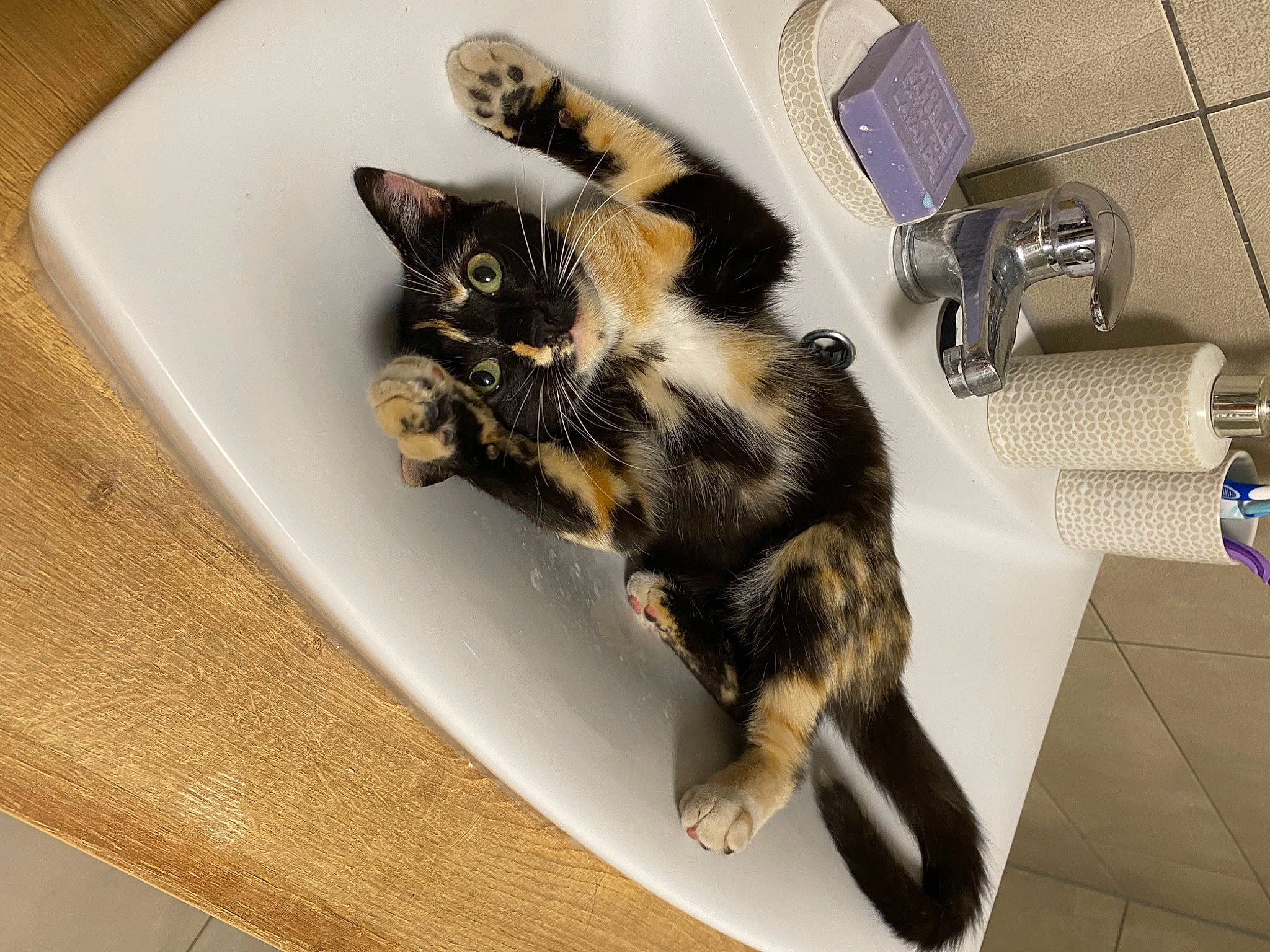 Mochi a rejoint le concours — aidez-le/la à gagner de superbes lots ! black_cat, carnivore, cat, claw, comfort, domestic_short_haired_cat, felidae, flooring, fur, hardwood, paw, room, small_to_medium_sized_cats, tail, whiskers