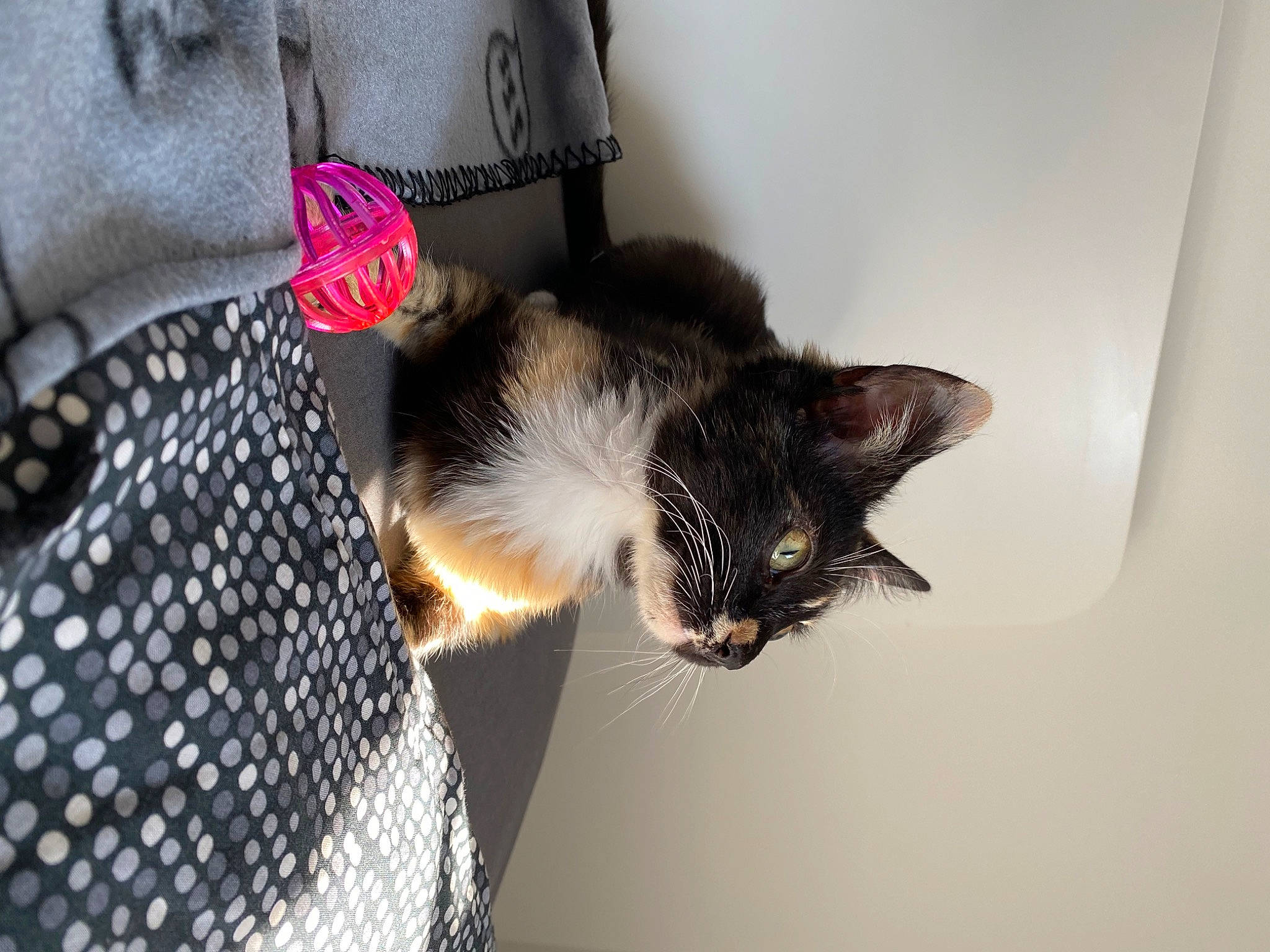 Mochi participe au concours pour gagner de l'argent avec cette photo : beard, carnivore, cat, claw, domestic_short_haired_cat, fashion_accessory, felidae, fur, hat, pattern, paw, plant, room, small_to_medium_sized_cats, tail, tartan, textile, tree, whiskers, window