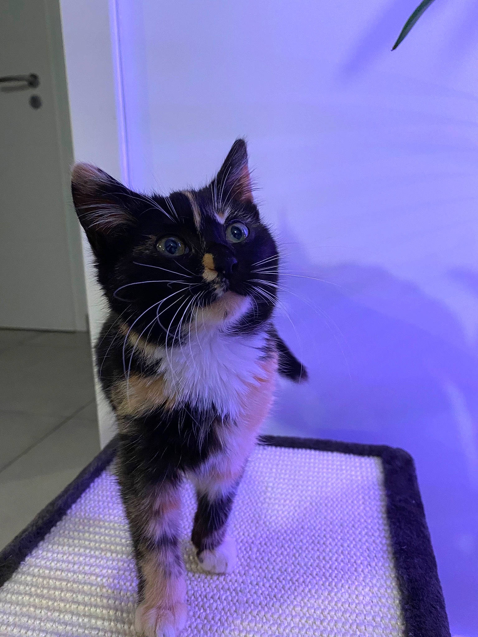 Mochi participe au concours pour gagner de l'argent avec cette photo : black_cat, carnivore, cat, claw, domestic_short_haired_cat, door, electric_blue, felidae, flooring, fur, paw, purple, small_to_medium_sized_cats, snout, tail, whiskers