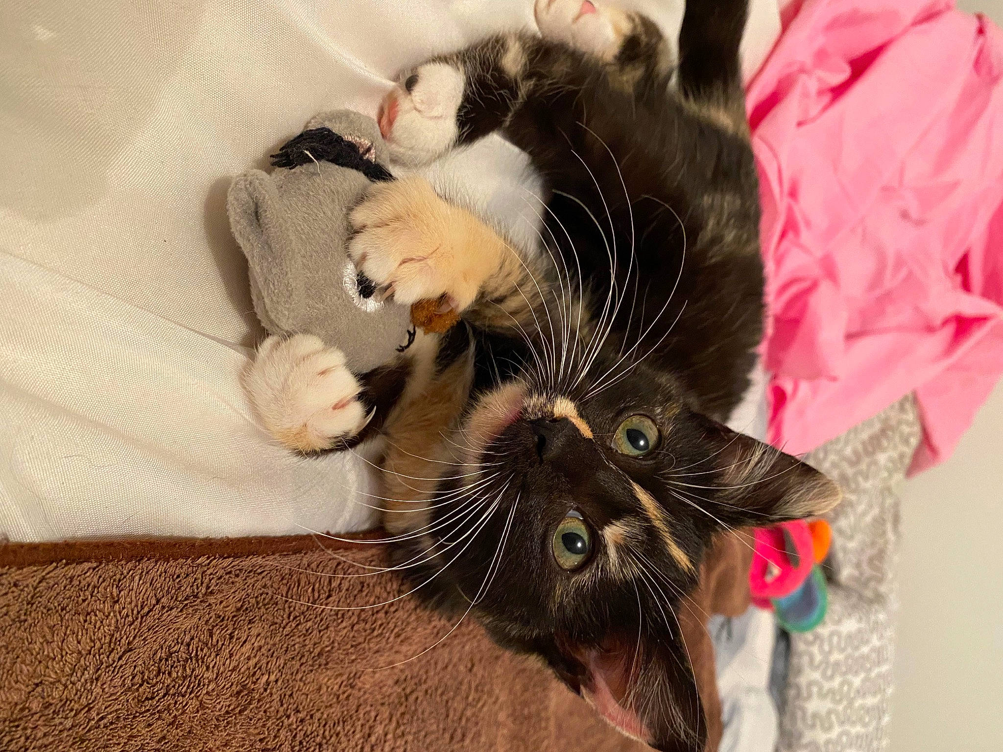 Mochi participe au concours pour gagner de l'argent avec cette photo : bag, black_cat, carnivore, cat, claw, comfort, domestic_short_haired_cat, felidae, foot, fur, leg, linens, nap, paw, small_to_medium_sized_cats, snout, tail, tree, whiskers