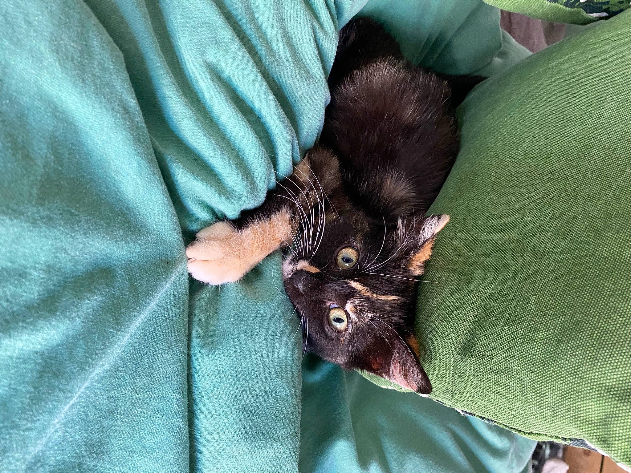 Mochi participe au concours pour gagner de l'argent avec cette photo : bat, black_cat, canidae, carnivore, cat, claw, comfort, dog_breed, domestic_short_haired_cat, ear, fawn, felidae, liver, nail, paw, small_to_medium_sized_cats, snout, sporting_group, tail, whiskers