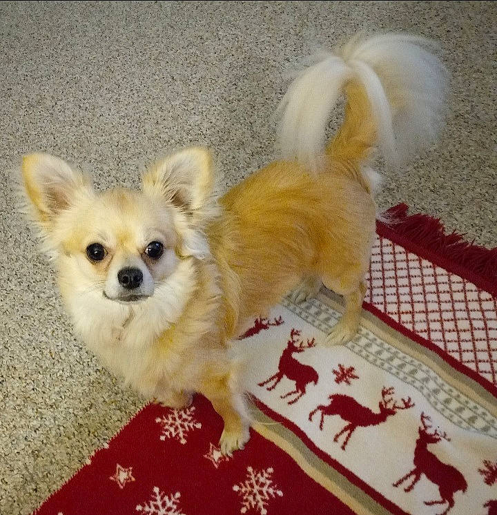 Diesel is registered to the contest to win money with this photo: canidae, carnivore, companion_dog, corgi_chihuahua, dog, dog_breed, dog_supply, fawn, flooring, fur, german_spitz, german_spitz_klein, snout, spitz, sporting_group, tail, terrestrial_animal, toy_dog, volpino_italiano, whiskers