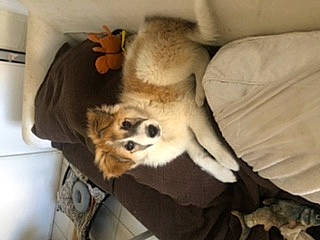 Silas a rejoint le concours — aidez-le/la à gagner de superbes lots ! carnivore, claw, comfort, companion_dog, couch, dog, dog_breed, dog_supply, fawn, felidae, fur, nap, non_sporting_group, paw, puppy, small_to_medium_sized_cats, sporting_group, tail, terrestrial_animal, whiskers