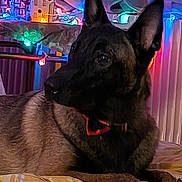 Abby a rejoint le concours — aidez-le/la à gagner de superbes lots ! dog, bed, blanket, indoor, holiday_lights, decorations, miniature_houses, ears, collar, resting, pet, animal, furniture, colorful, cozy, warm_lighting, portrait, canine, domestic_animal, relaxing