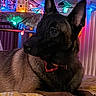 dog, bed, blanket, indoor, holiday_lights, decorations, miniature_houses, ears, collar, resting, pet, animal, furniture, colorful, cozy, warm_lighting, portrait, canine, domestic_animal, relaxing