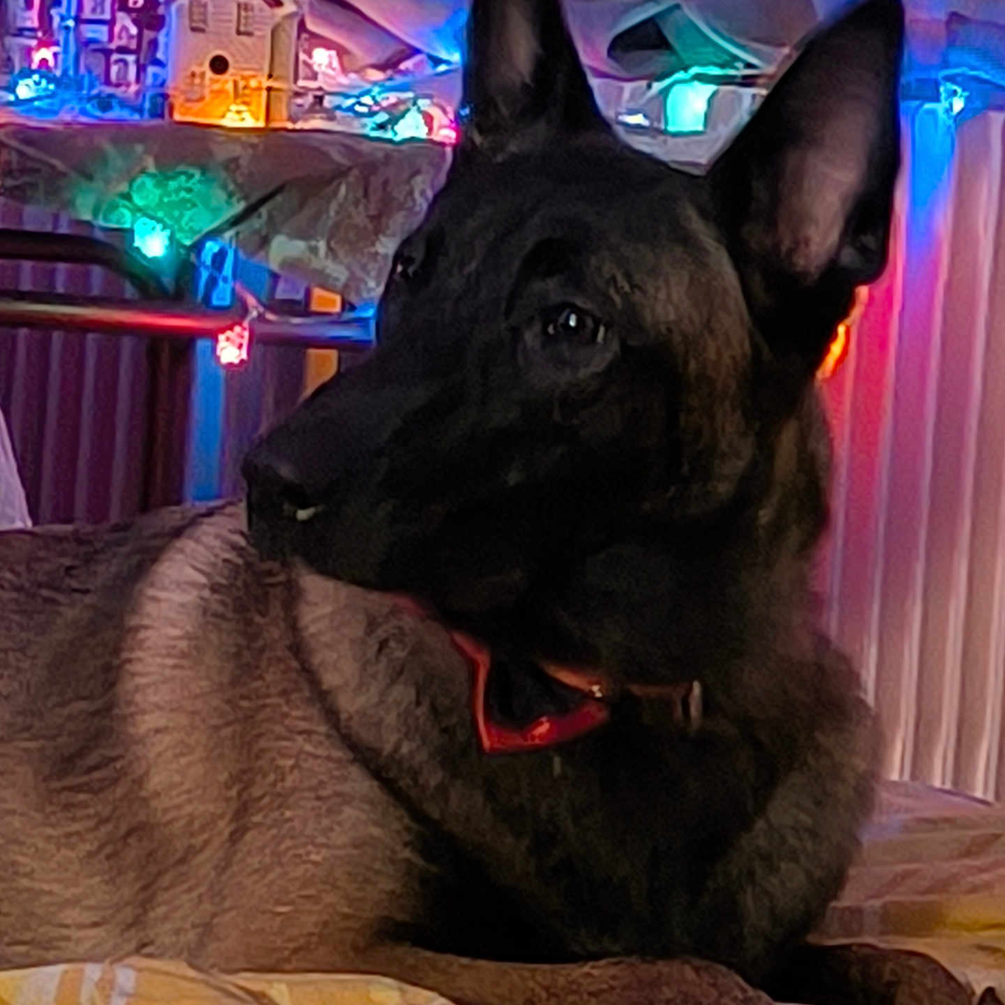 Abby a rejoint le concours — aidez-le/la à gagner de superbes lots ! dog, bed, blanket, indoor, holiday_lights, decorations, miniature_houses, ears, collar, resting, pet, animal, furniture, colorful, cozy, warm_lighting, portrait, canine, domestic_animal, relaxing