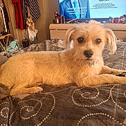 Pheonix is registered to the contest to win money with this photo: bed, blanket, brown_dog, canine, casual, clothing, cozy, dog, domestic_animal, furniture, indoor, living_room, lying_down, pattern, person_on_tv, pet, room, screen, television, text_overlay