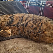 Tinka joined the competition — help win amazing prizes! animal, bed, cat, closeup, cozy, cute, domestic_animal, feline, fur, indoor, lying_down, pet, pillow, plaid, relaxed, resting, sleeping, soft, tabby_cat, whiskers