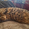 animal, bed, cat, closeup, cozy, cute, domestic_animal, feline, fur, indoor, lying_down, pet, pillow, plaid, relaxed, resting, sleeping, soft, tabby_cat, whiskers