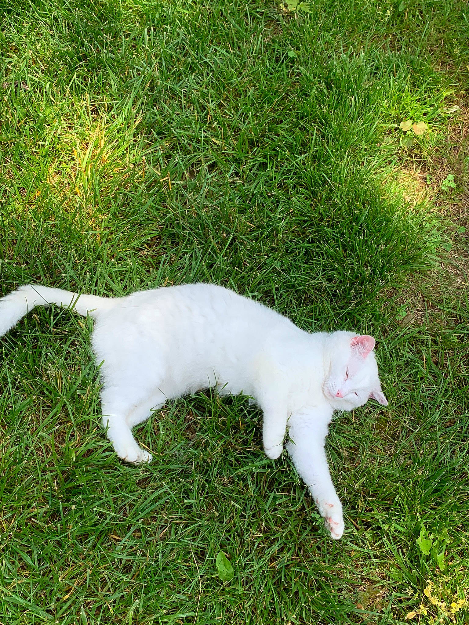 Arabella is registered to the contest to win money with this photo: carnivore, cat, felidae, grass, khao_manee, plant, small_to_medium_sized_cats, tail, turkish_angora, whiskers, white