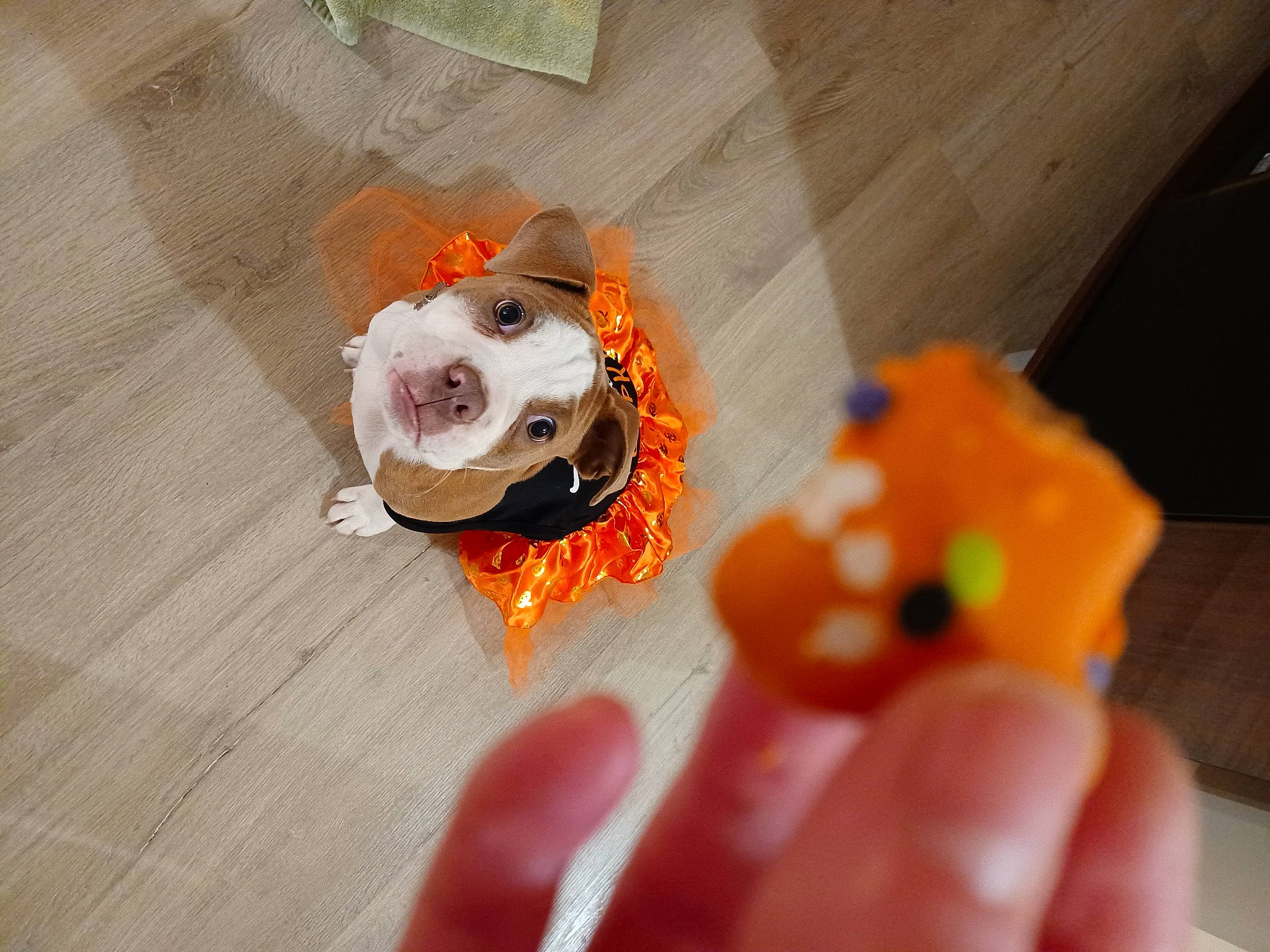 Lexy is registered to the contest to win money with this photo: animal_figure, art, baby_toys, comfort_food, companion_dog, dog_breed, fawn, hardwood, nail, orange, plastic, play_doh, plush, stuffed_toy, sweetness, tail, thumb, toy, wood, working_animal