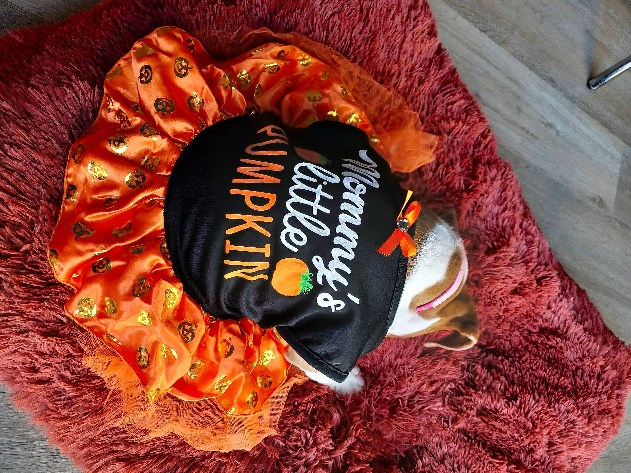 Lexy joined the competition — help win amazing prizes! calabaza, comfort_food, cucurbita, cuisine, dish, fashion_accessory, font, ingredient, junk_food, logo, natural_foods, orange, snack, superfood, sweetness, thread, vegetable, winter_squash