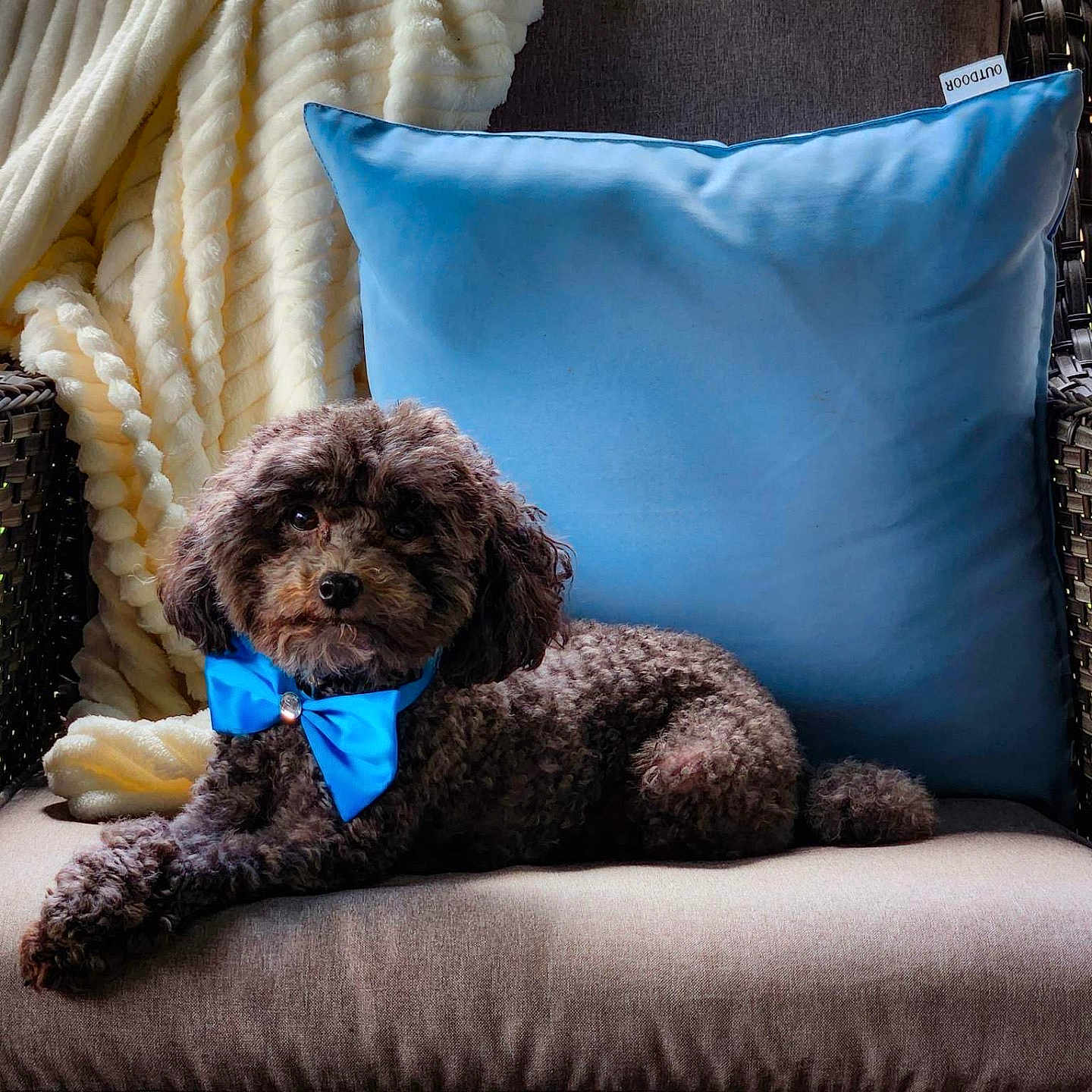 Dartan joined the competition — help win amazing prizes! animal, canine, couch, cushion, dog, dogbed, furniture, homedecor, pet, pillow, poodle, puppy