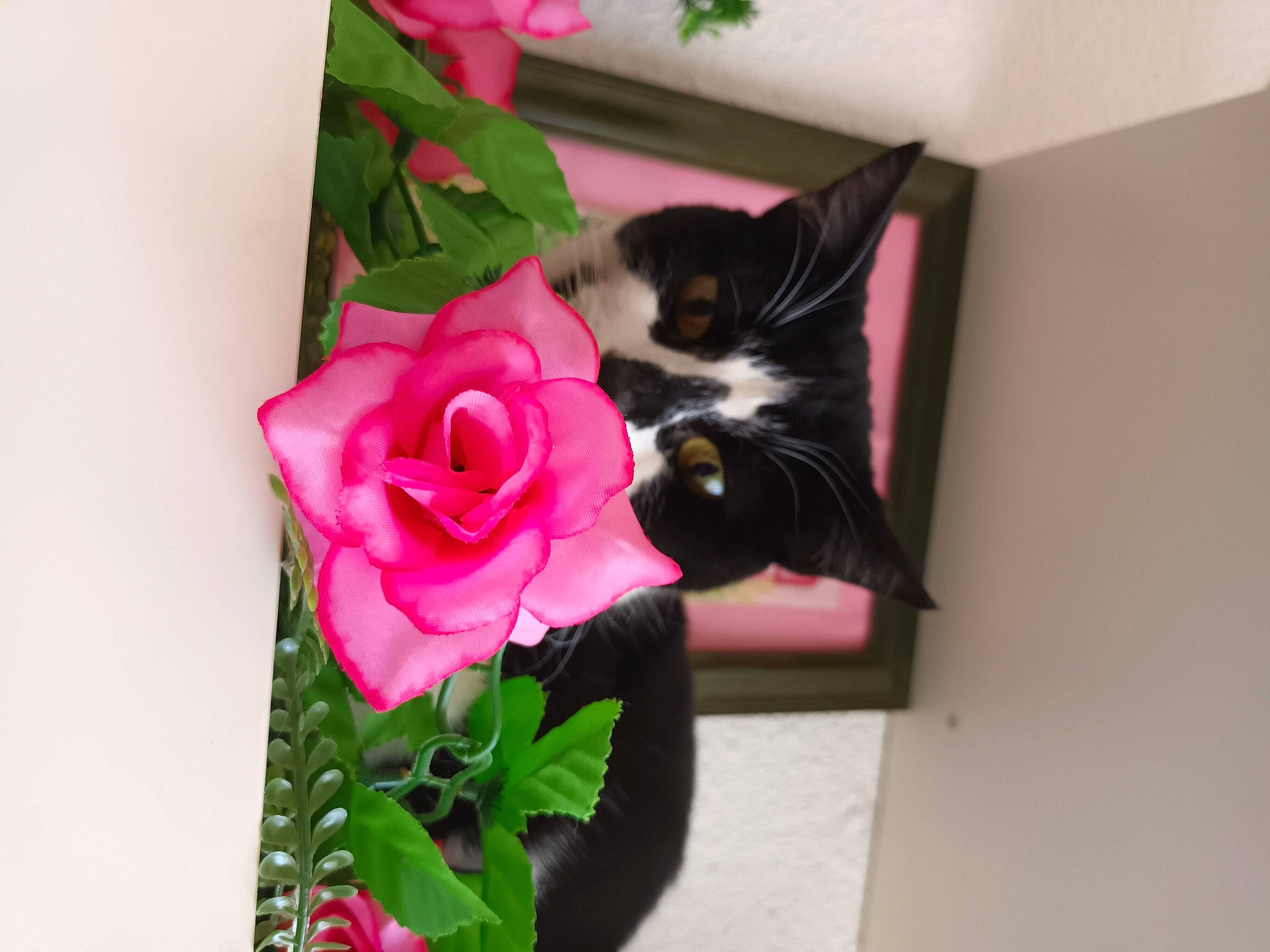 Cookie a rejoint le concours — aidez-le/la à gagner de superbes lots ! artificial_flower, carmine, carnivore, cat, felidae, flower, flower_arranging, flowering_plant, flowerpot, hybrid_tea_rose, magenta, petal, pink, plant, rose, rose_order, small_to_medium_sized_cats, tail, whiskers, window