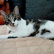 Patouille participe au concours pour gagner de l'argent avec cette photo : animal, cat, couch, cozy, domestic, ears, feline, fur, home, indoor, looking, lying_down, orange_clothing, person_partial, pet, quilted_blanket, relaxed, tabby_cat, whiskers, white_fur