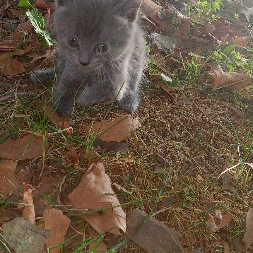 Misty