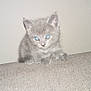 kitten, cat, gray, small, couch, indoor, pet, feline, young, fur, animal, whiskers, ears, eyes, sitting, cute, texture, wall, house, domestic