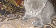 Misty joined the competition — help win amazing prizes! kitten, gray, cat, animal, pet, carpet, pattern, fabric, camo, leaf, indoor, cute, small, furry, sitting, young, blur, fuzzy, domestic, feline