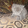 kitten, gray, cat, animal, pet, carpet, pattern, fabric, camo, leaf, indoor, cute, small, furry, sitting, young, blur, fuzzy, domestic, feline