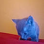 kitten, cat, animal, pet, indoor, curious, feline, small, blue_tint, blurry, red_surface, beige_background, cute, young, mammal, whiskers, ears, head, sniffing, furry