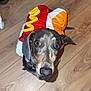 dog, dachshund, puppy, hot_dog_costume, costume, pet, wooden_floor, hardwood_floor, close_up, looking_up, big_eyes, nose, ears, indoor, flash, cute, playful, adorable, shoe, flooring