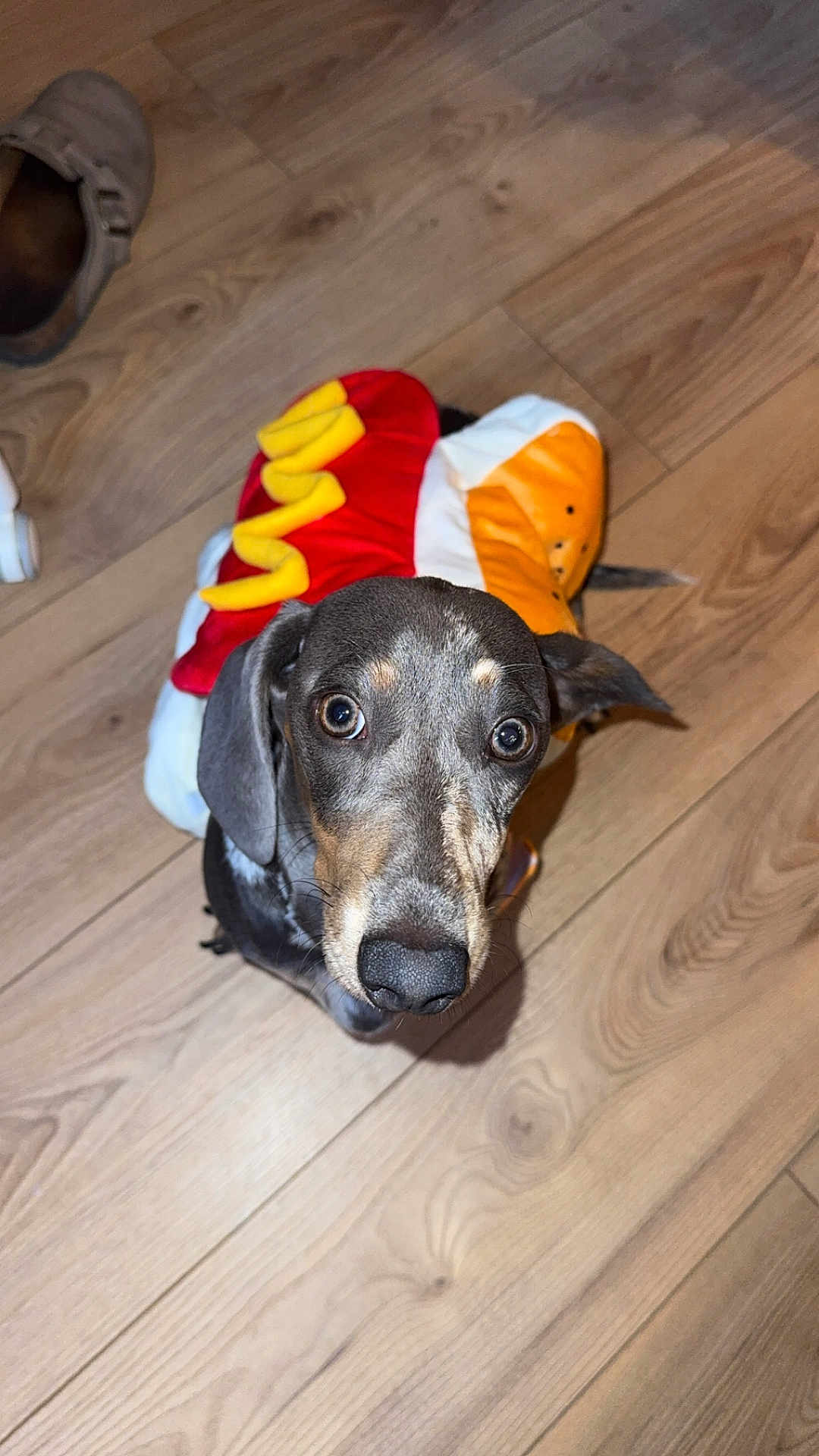 Alba a rejoint le concours — aidez-le/la à gagner de superbes lots ! dog, dachshund, puppy, hot_dog_costume, costume, pet, wooden_floor, hardwood_floor, close_up, looking_up, big_eyes, nose, ears, indoor, flash, cute, playful, adorable, shoe, flooring
