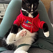 Loki joined the competition — help win amazing prizes! cat, tuxedo_cat, kitten, pet, animal, black_and_white, red_hoodie, clothing, sea_world, sitting, lounging, chair, paw, pink_paw_pads, whiskers, green_chair, indoor, portrait, cute, relaxed