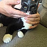 cat, black_and_white_cat, mask, costume, superhero, animal, pet, whiskers, yellow_eyes, white_paws, black_fur, sitting, couch, indoors, hands, person, portrait, funny, close_up, domestic_animal