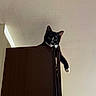 Loki joined the competition — help win amazing prizes! cat, tuxedo_cat, black_and_white, feline, pet, animal, face, eyes, whiskers, ears, paws, white_paw, hanging, peeking, door, cabinet, indoor, ceiling, portrait, funny