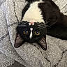 Loki is registered to the contest to win money with this photo: cat, tuxedo_cat, black_and_white, pet, feline, animal, whiskers, ears, eyes, pink_nose, fur, indoor, blanket, cozy, couch, upside_down, lying_down, close_up, portrait, relaxed
