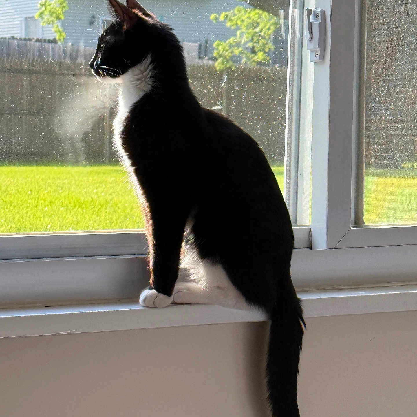 Loki