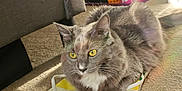 Nori joined the competition — help win amazing prizes! cat, gray_cat, yellow_eyes, flip_flop, striped, carpet, indoor, pet, furniture, living_room, relaxed, paw, white_chest, close_up, animal, domestic_cat, cozy, household, cute, resting