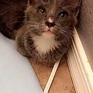 Nori is registered to the contest to win money with this photo: kitten, cat, gray_cat, white_fur, whiskers, ears, curious, pet, indoor, carpet, corner, wall, blue_blanket, floor, cute, animal, feline, young_cat, domestic_cat, furry