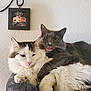 Nori is registered to the contest to win money with this photo: cat, cats, fluffy, snuggling, gray_cat, white_cat, pet, indoor, cozy, feline, portrait, resting, cute, tongue_out, fur, animal, domestic, wall, picture_frame, closeup