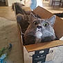 Nori is registered to the contest to win money with this photo: cat, gray_cat, cardboard_box, wide_eyes, fluffy, indoor, pet, feline, surprised_expression, whiskers, close_up, home, floor, curious, domestic_animal, box, cute, fur, animal, portrait