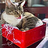 Ellie joined the competition — help win amazing prizes! cat, tabby_cat, red_box, mrs_fields, shredded_paper, table, sunlight, indoor, pet, fur, licking, whiskers, cozy, domestic_animal, striped, cute, relaxed, container, shadow, playful