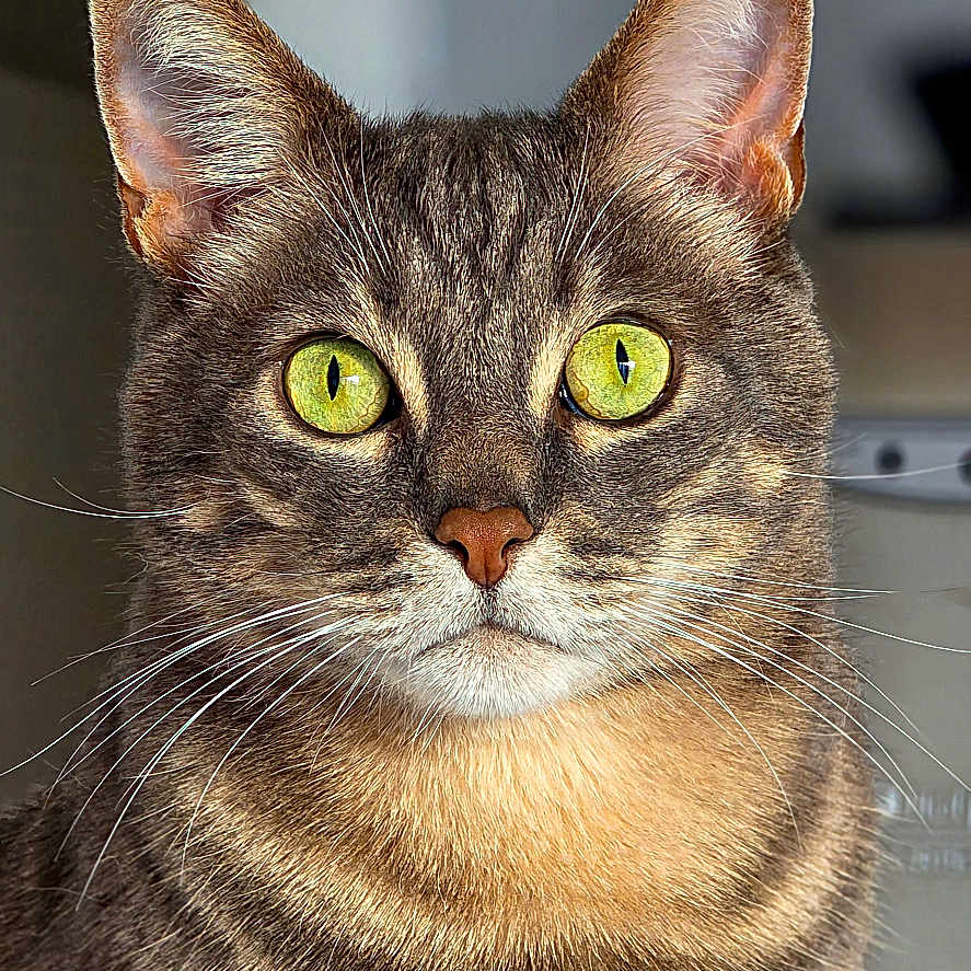 Lucky participe au concours pour gagner de l'argent avec cette photo : alert, animal, cat, close_up, cute, domestic_cat, ears, face, feline, focused, fur, green_eyes, indoor, looking, mammal, nose, pet, portrait, tabby, whiskers