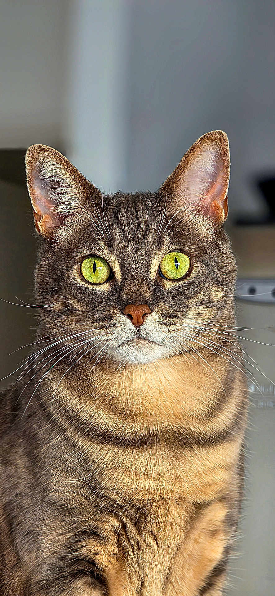 Lucky participe au concours pour gagner de l'argent avec cette photo : cat, tabby, green_eyes, close_up, portrait, whiskers, fur, indoor, pet, animal, feline, ears, nose, face, looking, alert, cute, domestic_cat, mammal, focused